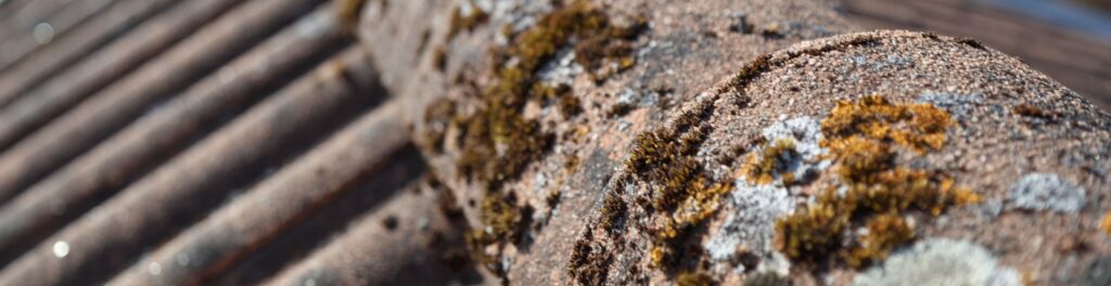 Skillnaderna mellan mossa, alg och lav