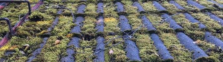 Mossa på tak i Västerås